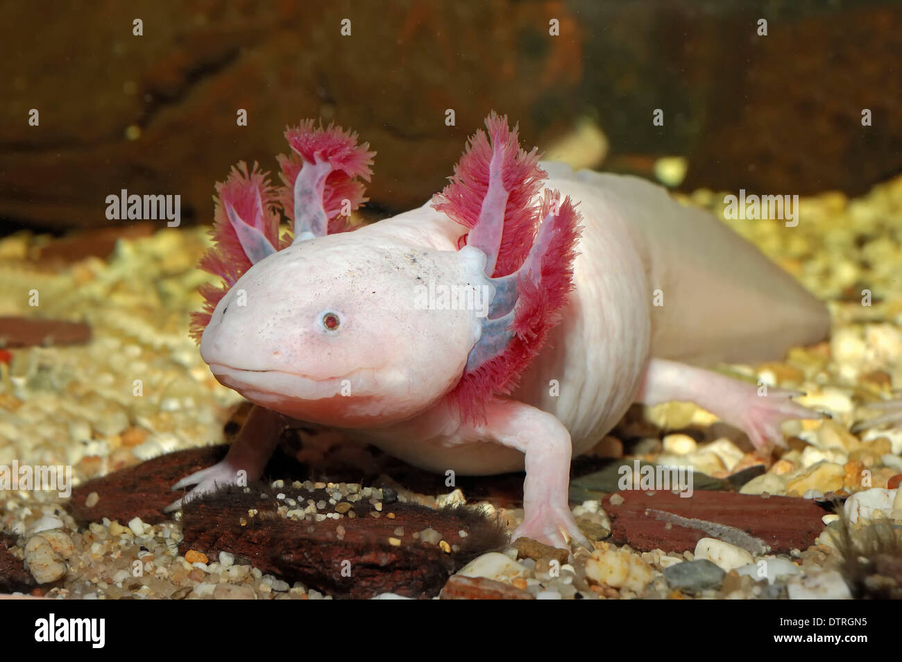 Mexican Salamander / (Ambystoma mexicanum) / Mexican Axolotyl Stock Photo