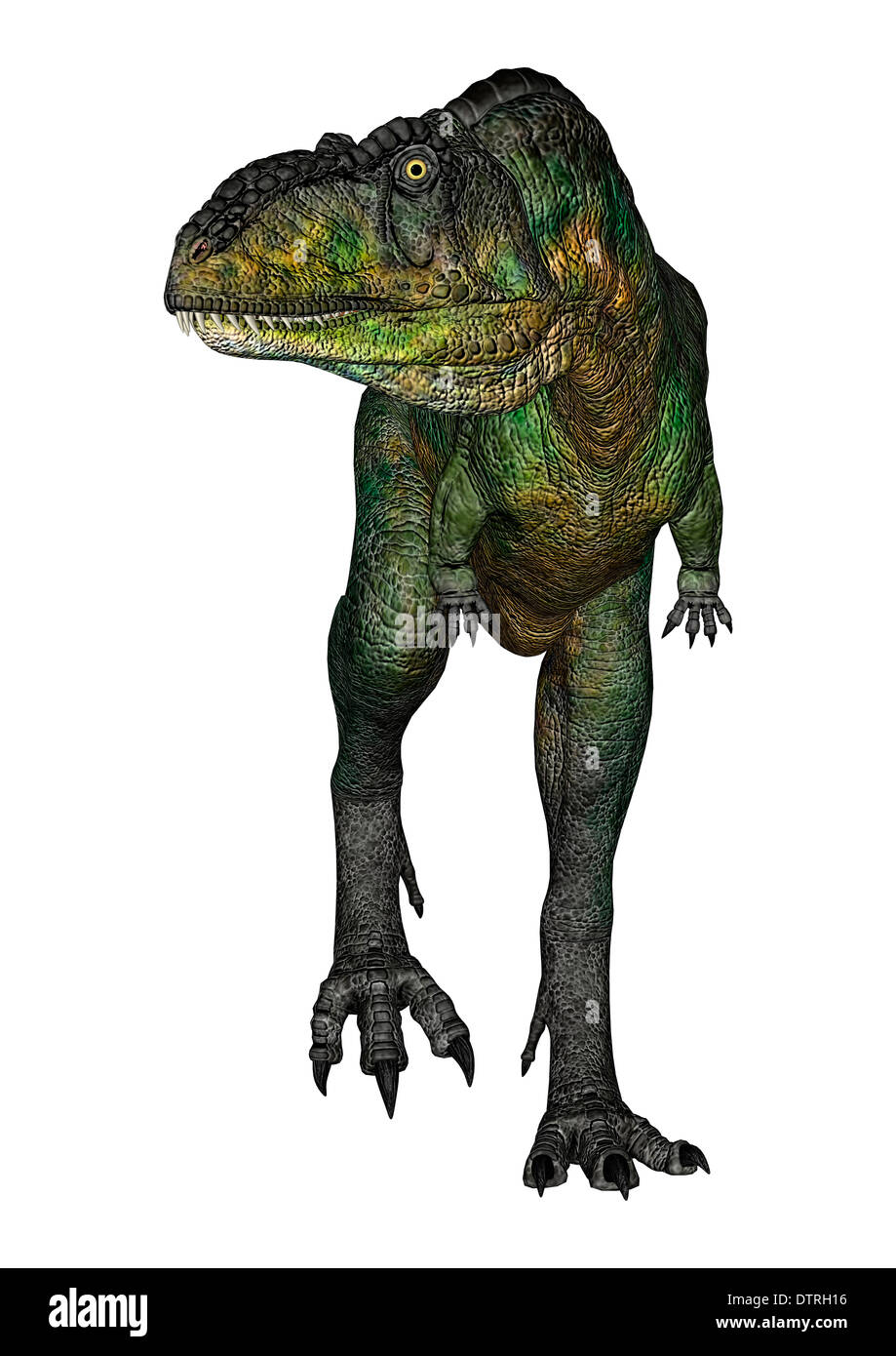 3D digital render of a walking dinosaur Aucasaurus isolated on white ...