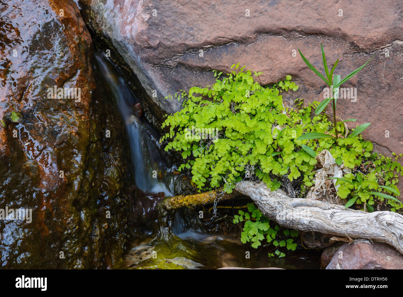 Maidenhair fern, Adiantum capillus-veneris, Zion National Park, Utah, USA Stock Photo