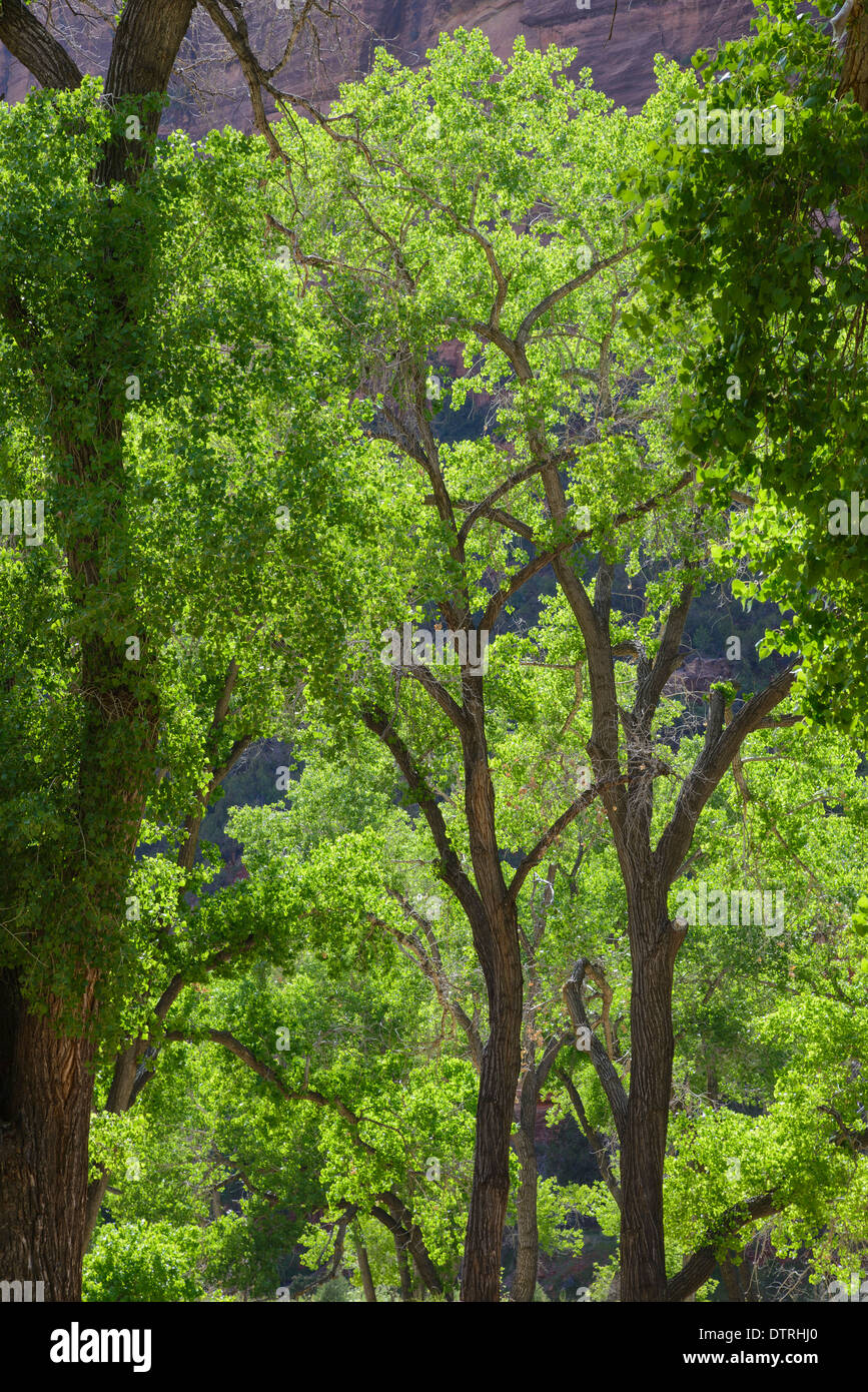 Freemont Cottonwood trees, Populus fremontii, Zion National Park, Utah, USA Stock Photo