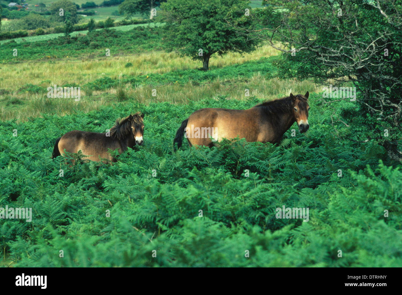 Exmoor ponies on Exmoor in Devon Uk Stock Photo