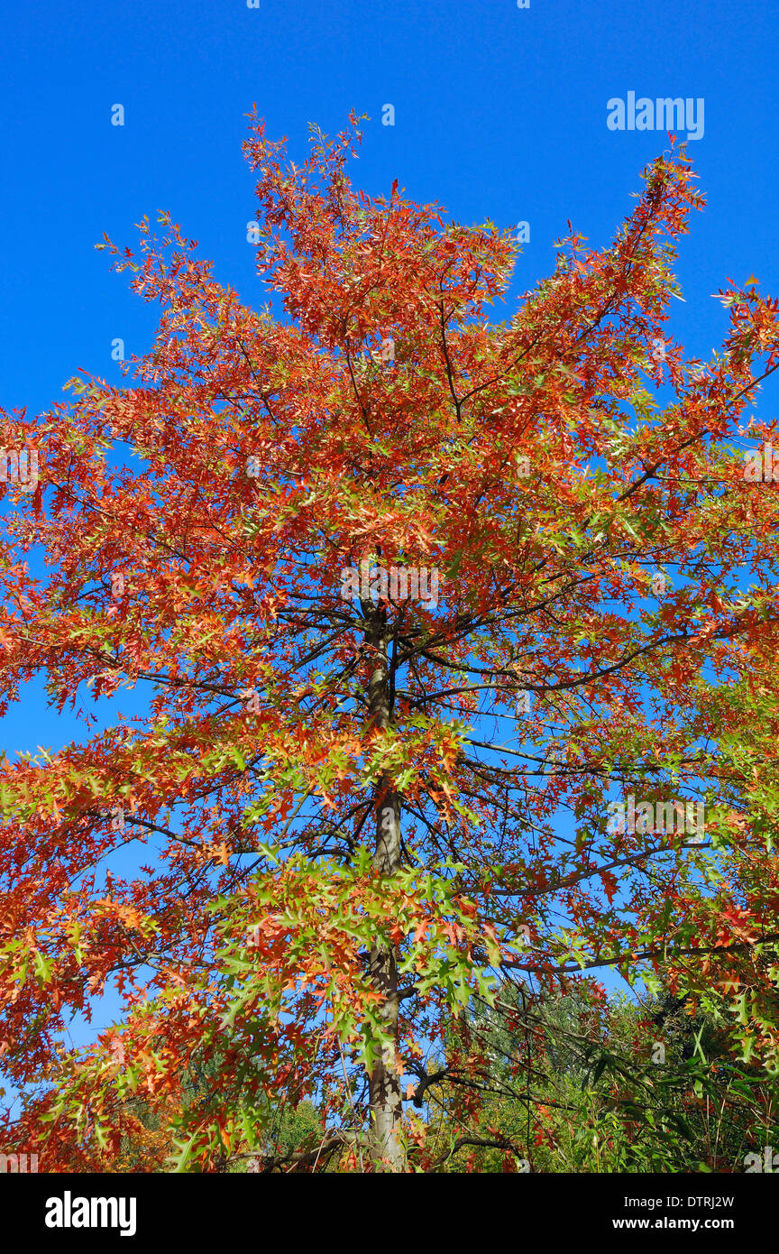 Scarlet Oak in autumn, North Rhine-Westphalia, Germany / (Quercus coccinea) Stock Photo