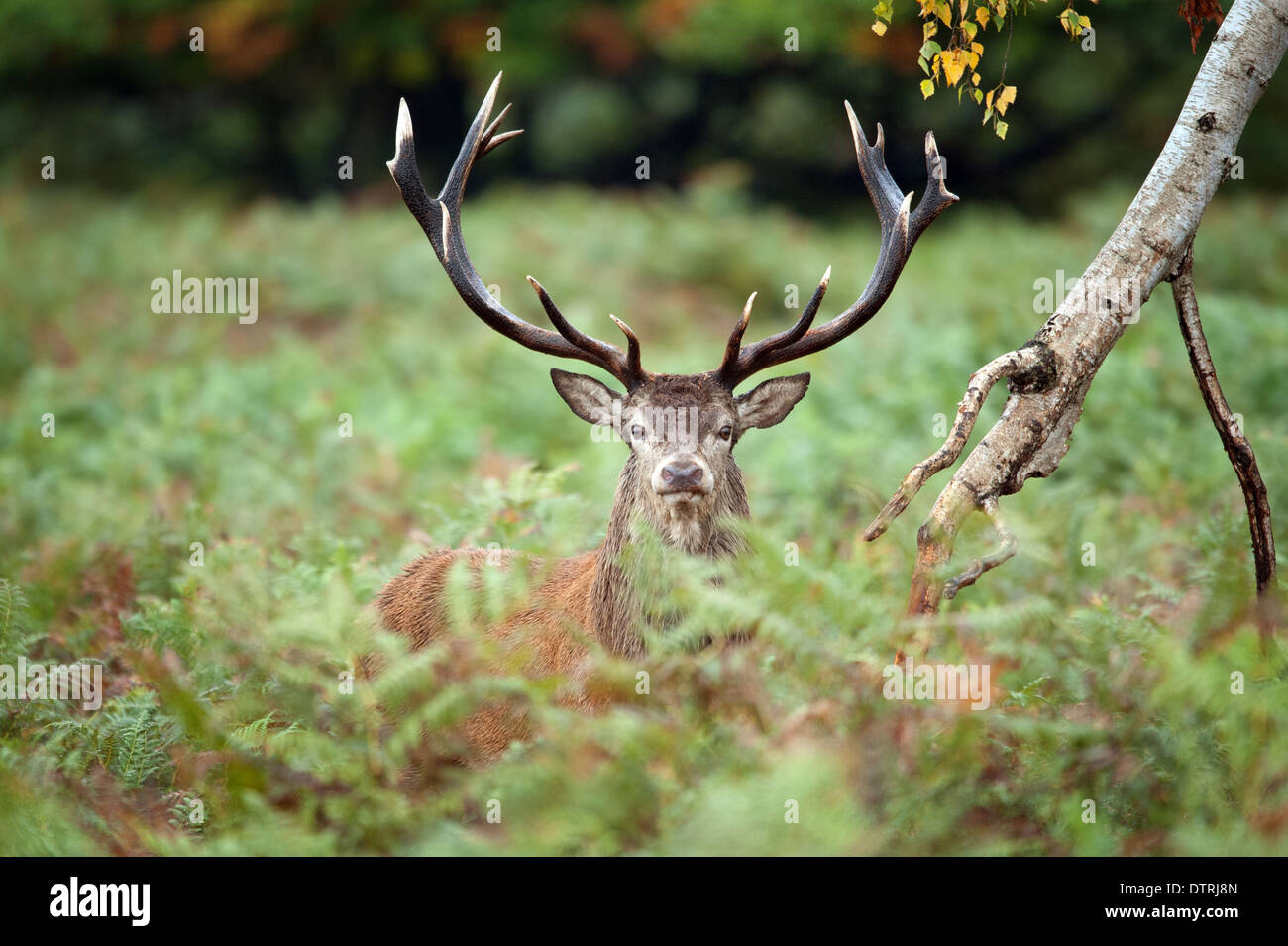 Eye to eye with an impressive red deer Stock Photo Alamy