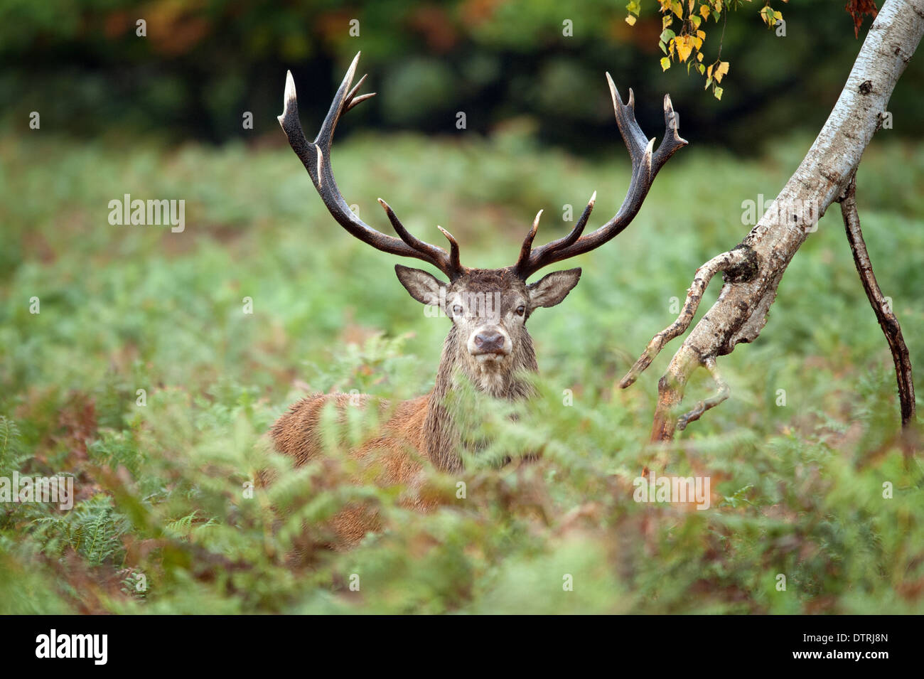 Eye to eye with an impressive red deer Stock Photo
