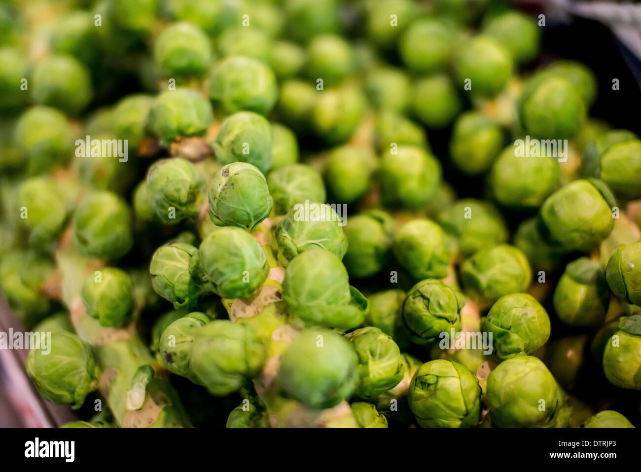 Darren Cool Images  Brussels sprouts on display in batches at a supermarket. Commonly these are associated with a christmas meal Stock Photo