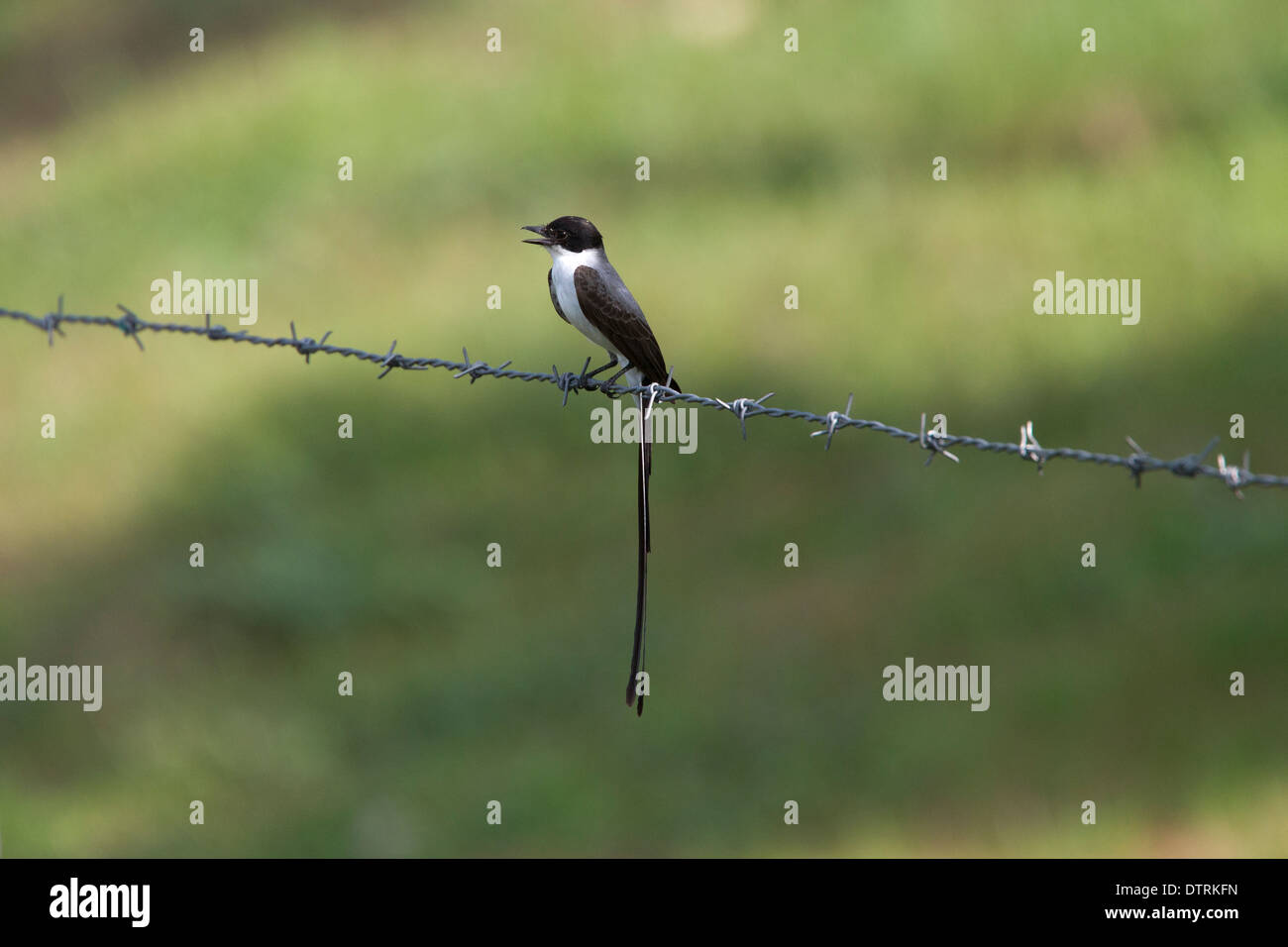 Fork-tailed Flycatcher (Tyrannus savana), perched on a barbed wire fence, Magdalena Valley, Colombia. Stock Photo