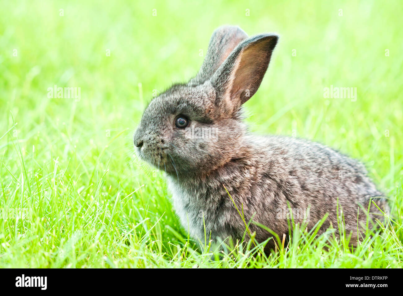 Rabbit bunny baby in green grass in the garden Stock Photo