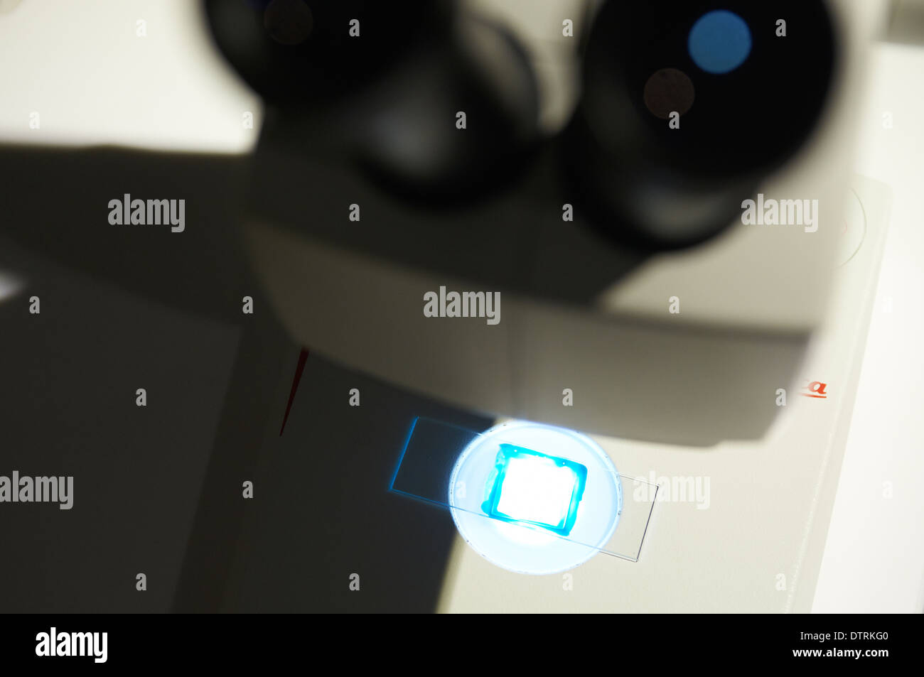 Slide under microscope, closeup Stock Photo Alamy