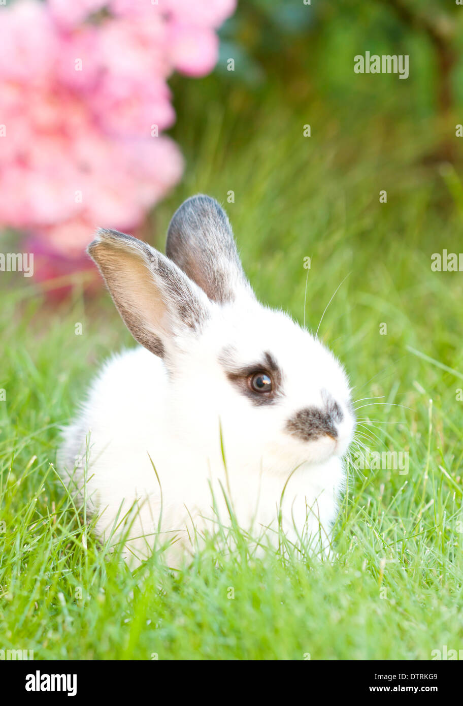 Rabbit bunny baby in green grass in the garden Stock Photo