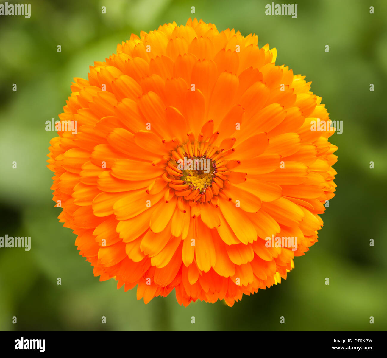 marigold flower on blurred background Stock Photo