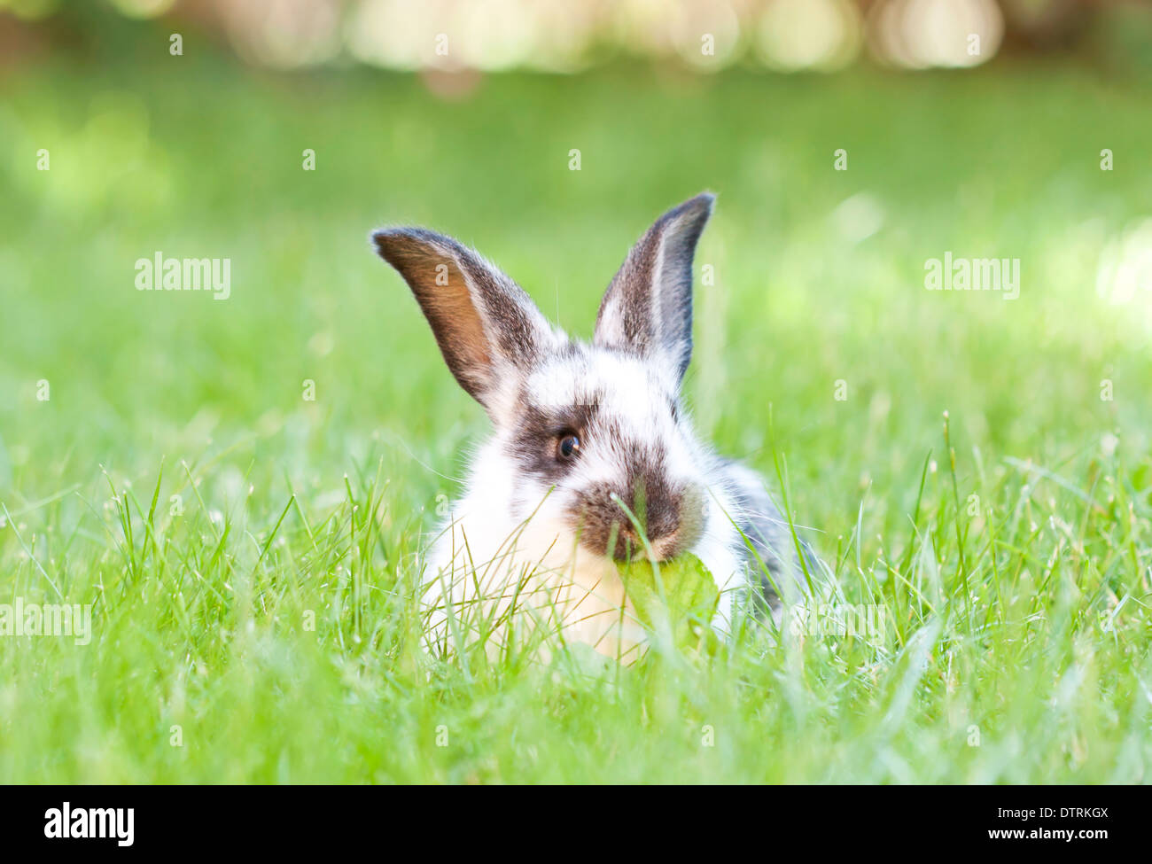 Rabbit bunny baby in green grass in the garden Stock Photo - Alamy