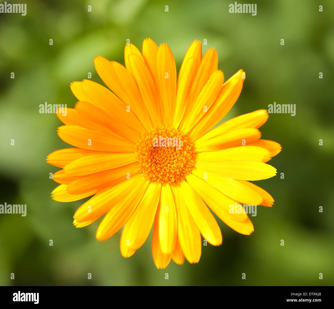 Calendula flower on blurred background Stock Photo