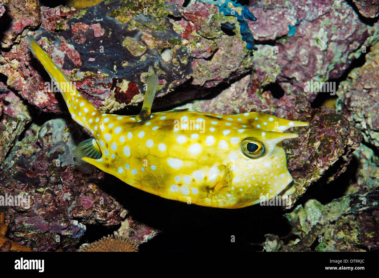 Long-horned Cowfish / (Lactoria cornuta) / Longhorn Cowfish Stock Photo ...
