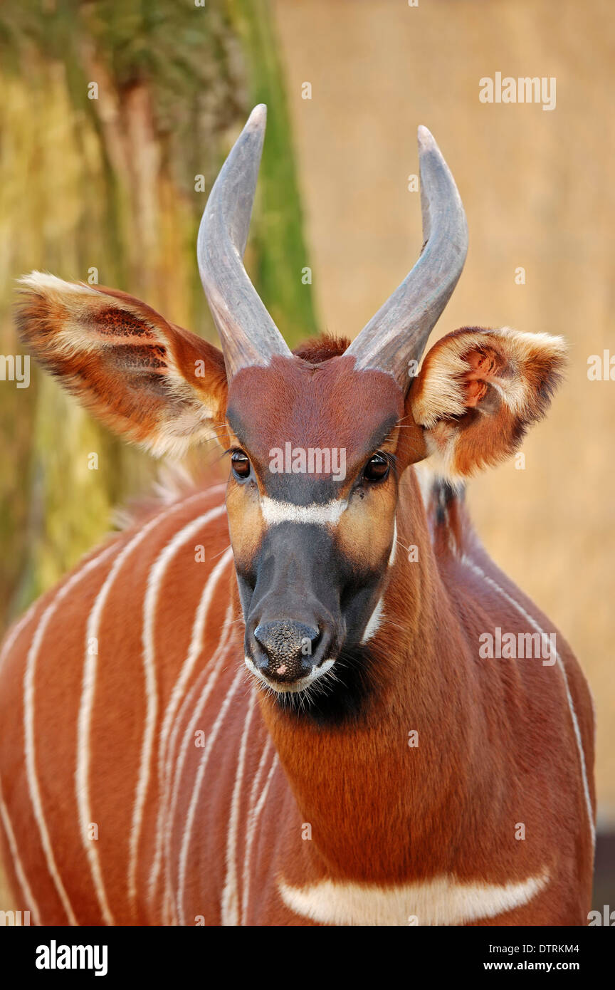 Bongo animal hi-res stock photography and images - Alamy