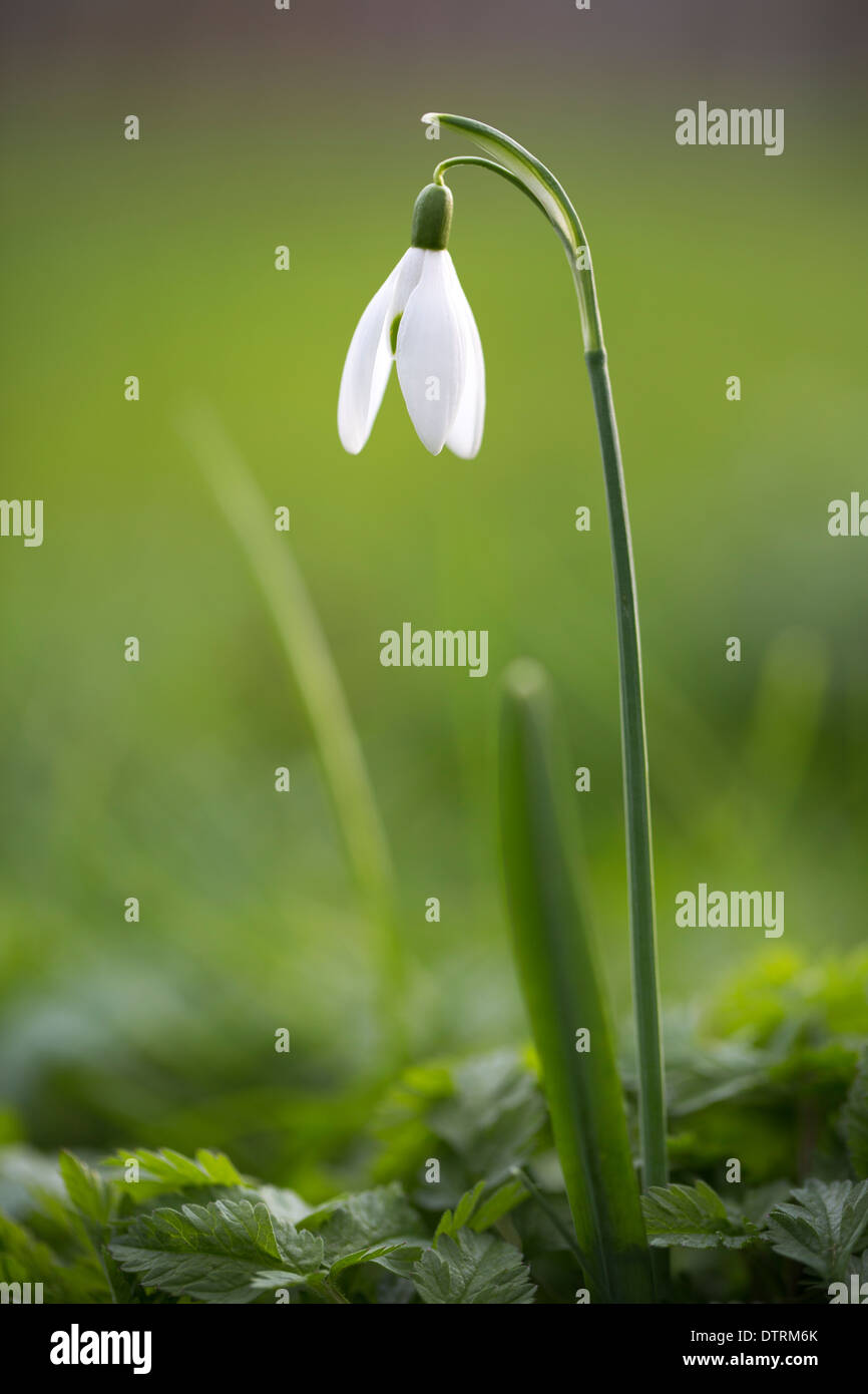 A macro photograph of a lone snowdrop flower Stock Photo