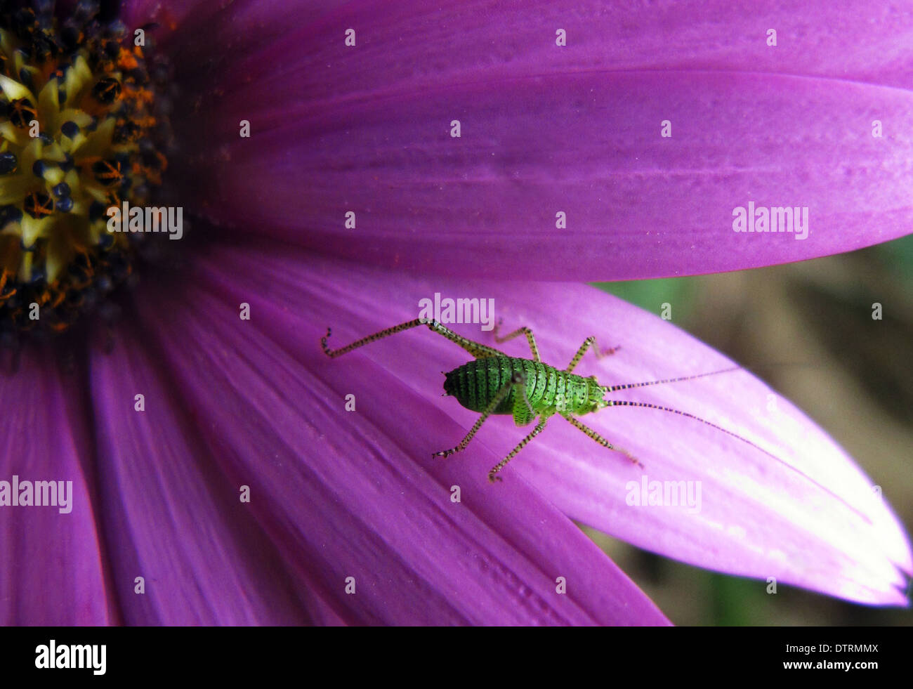 Greenfly hires stock photography and images Alamy
