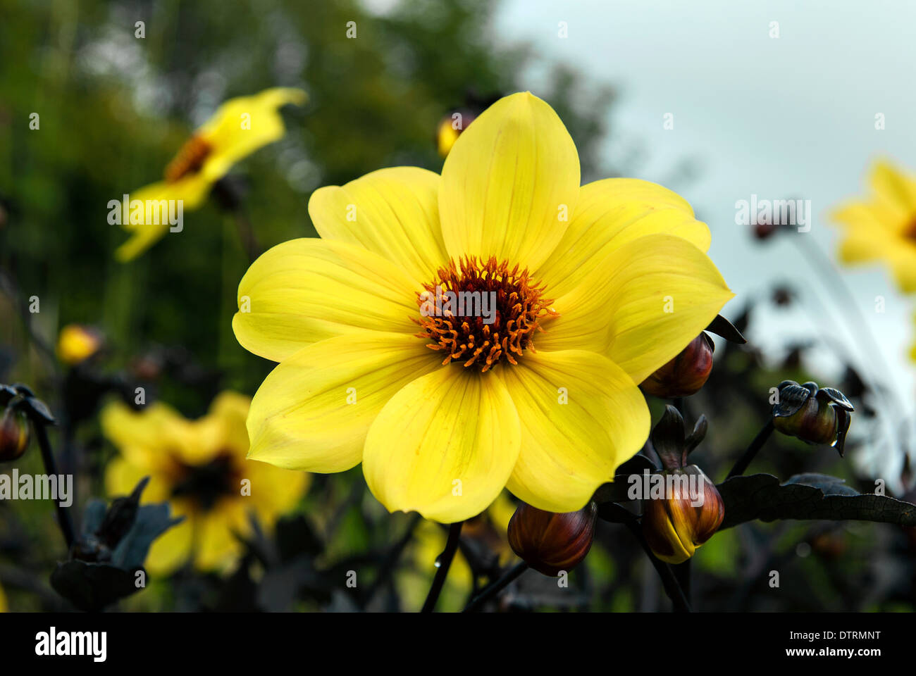 A Dahlia Knockout flower Stock Photo