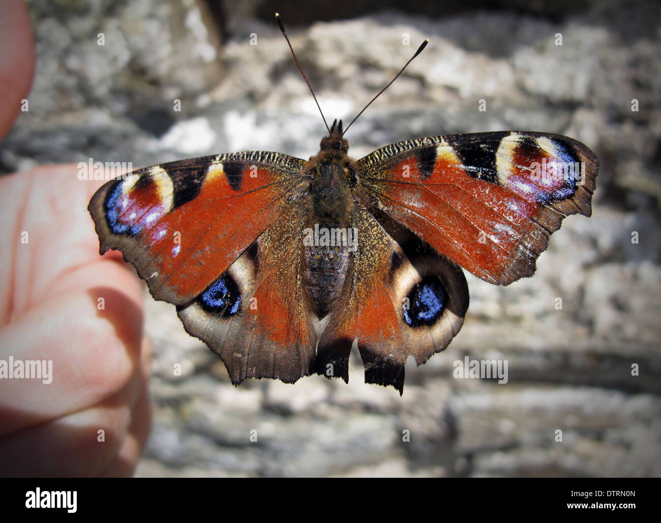 Peacock Butterfly On hand Stock Photo