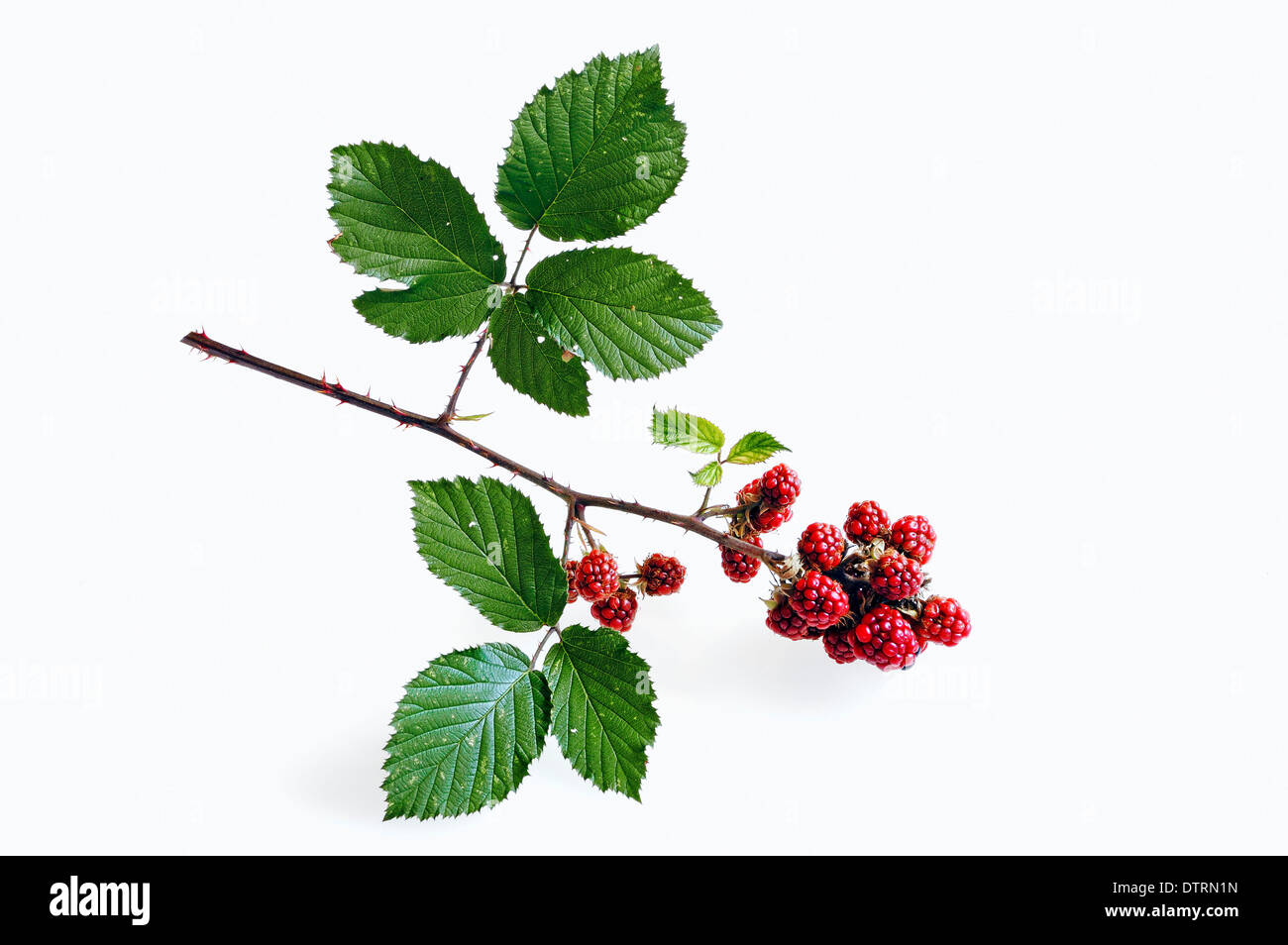 Blackberries / (Rubus fruticosus Stock Photo Alamy