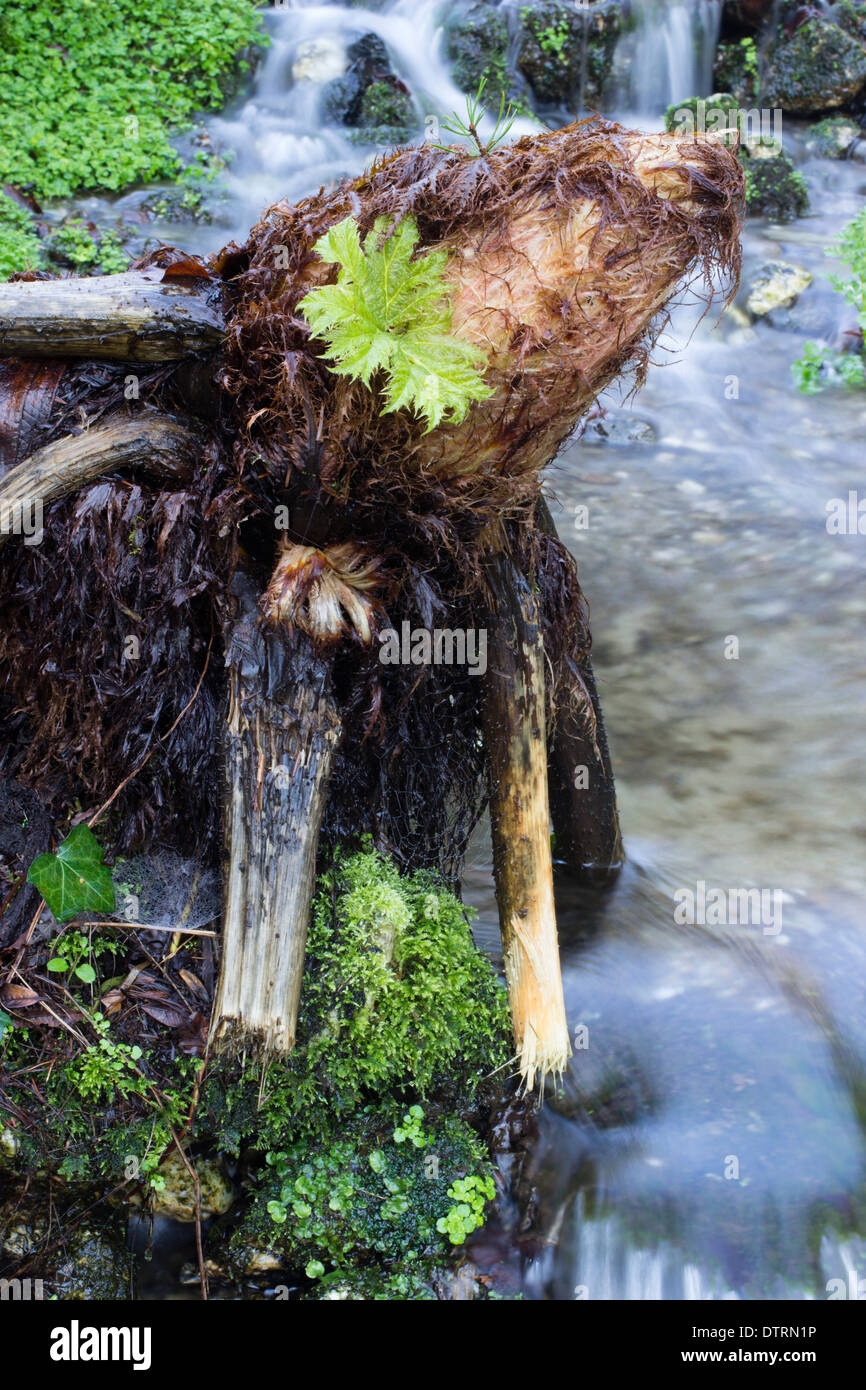 Fat bud of the giant waterside plant, Gunnera manicata, beside a small stream, mid February Stock Photo