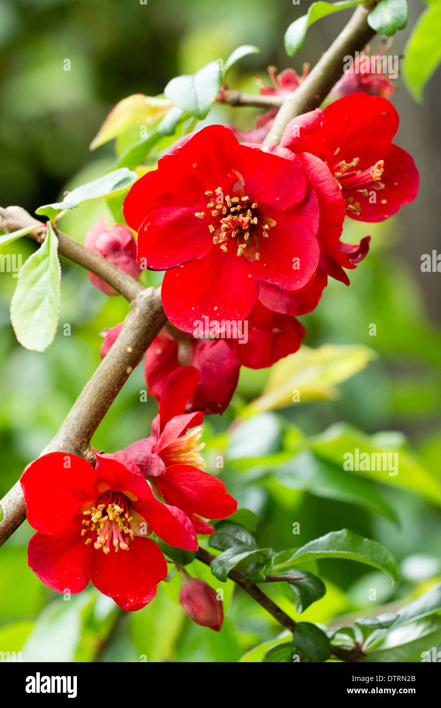 Early flowering red Japanese quince, Chaenomeles x superba 'Crimson and Gold' Stock Photo