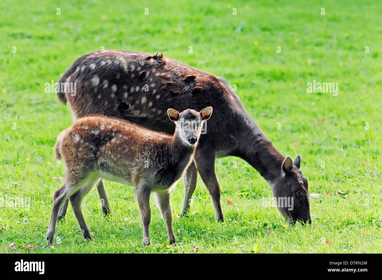 Philippine Spotted Deer, female with young / (Cervus alfredi) Stock Photo