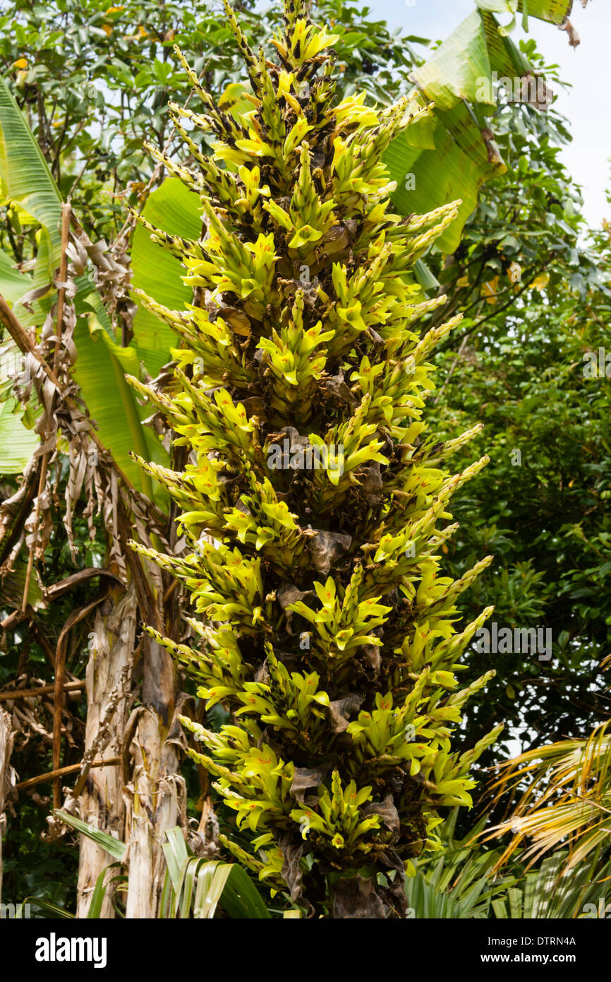 Flower spike of the half hardy terrestrial bromeliad, Puya chilensis Stock Photo