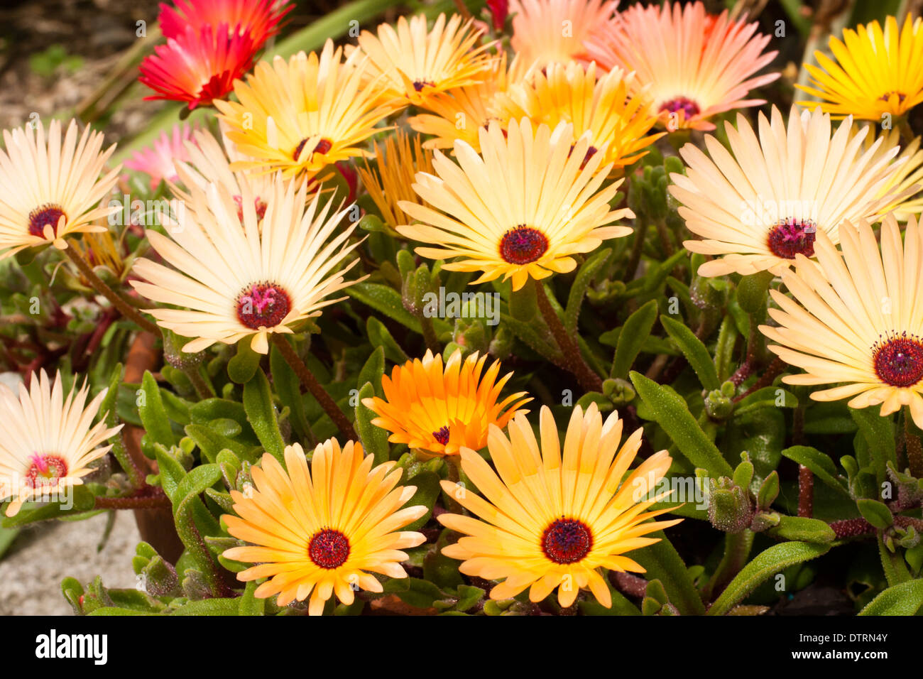 Colourful annual ice plants, Mesembryanthemum hybrids. opening their flowers in early summer sunlight. Stock Photo
