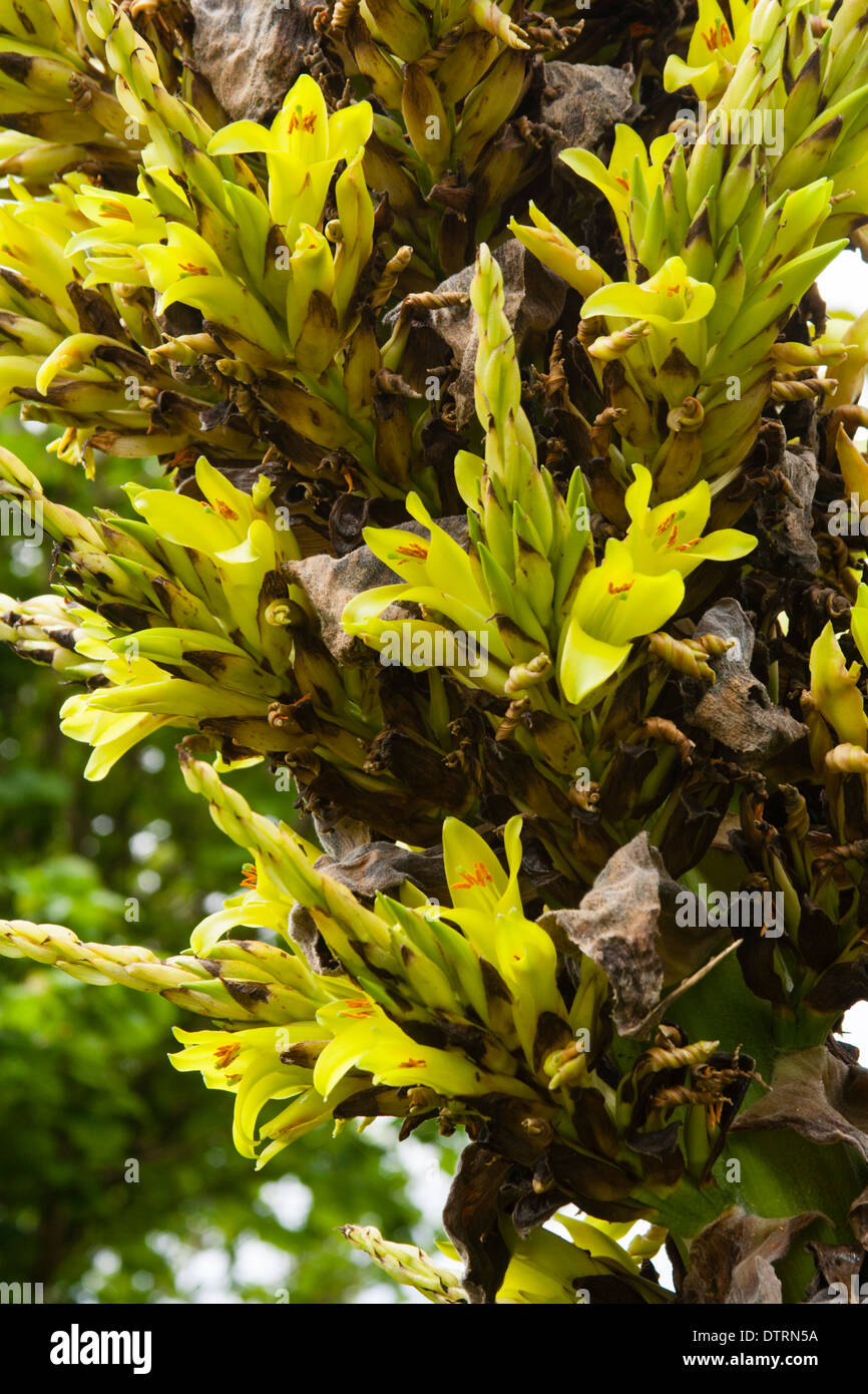Flowers of the half hardy terrestrial bromeliad, Puya chilensis Stock Photo