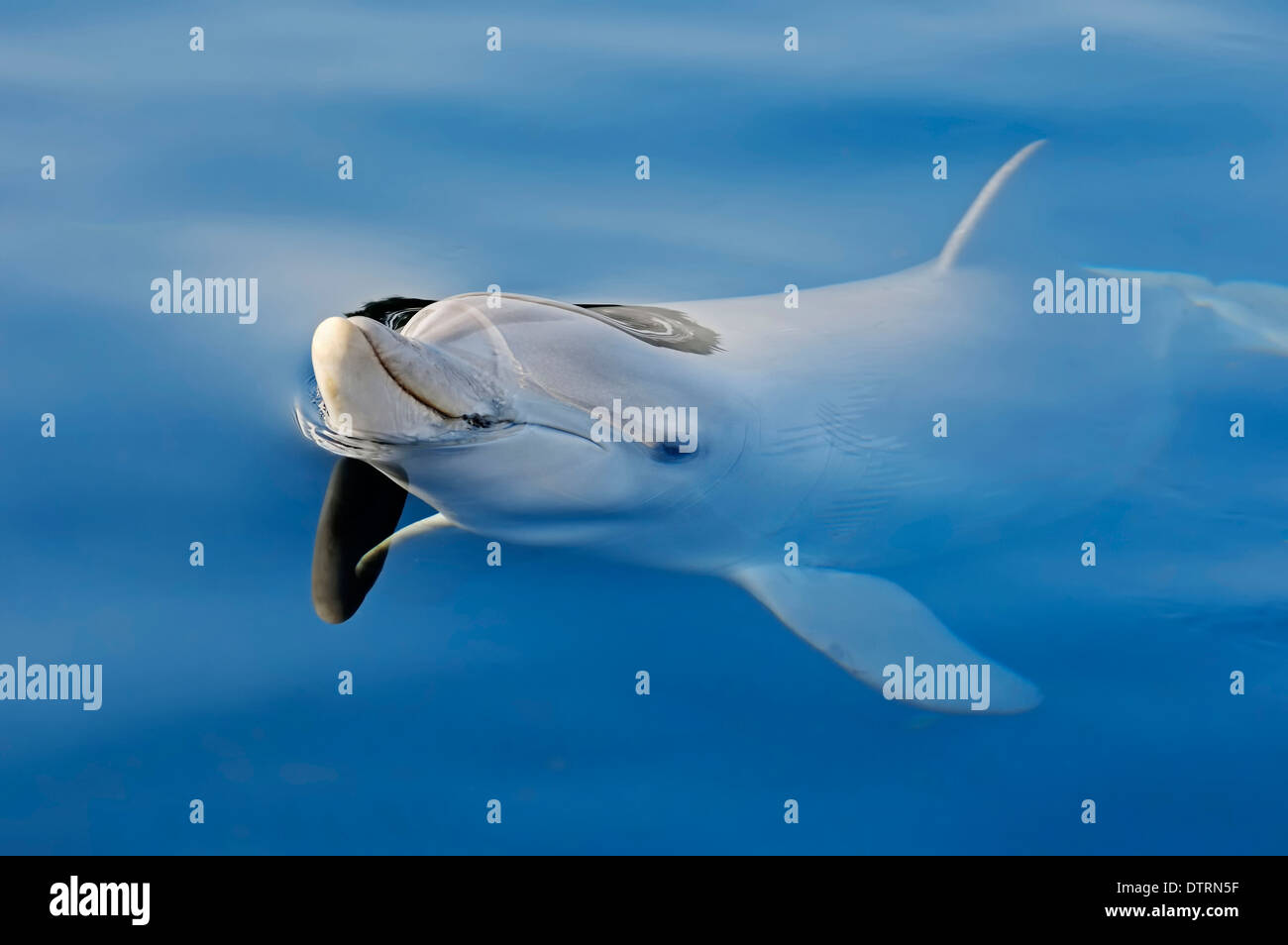 Bottlenose Dolphin / (Tursiops truncatus) Stock Photo