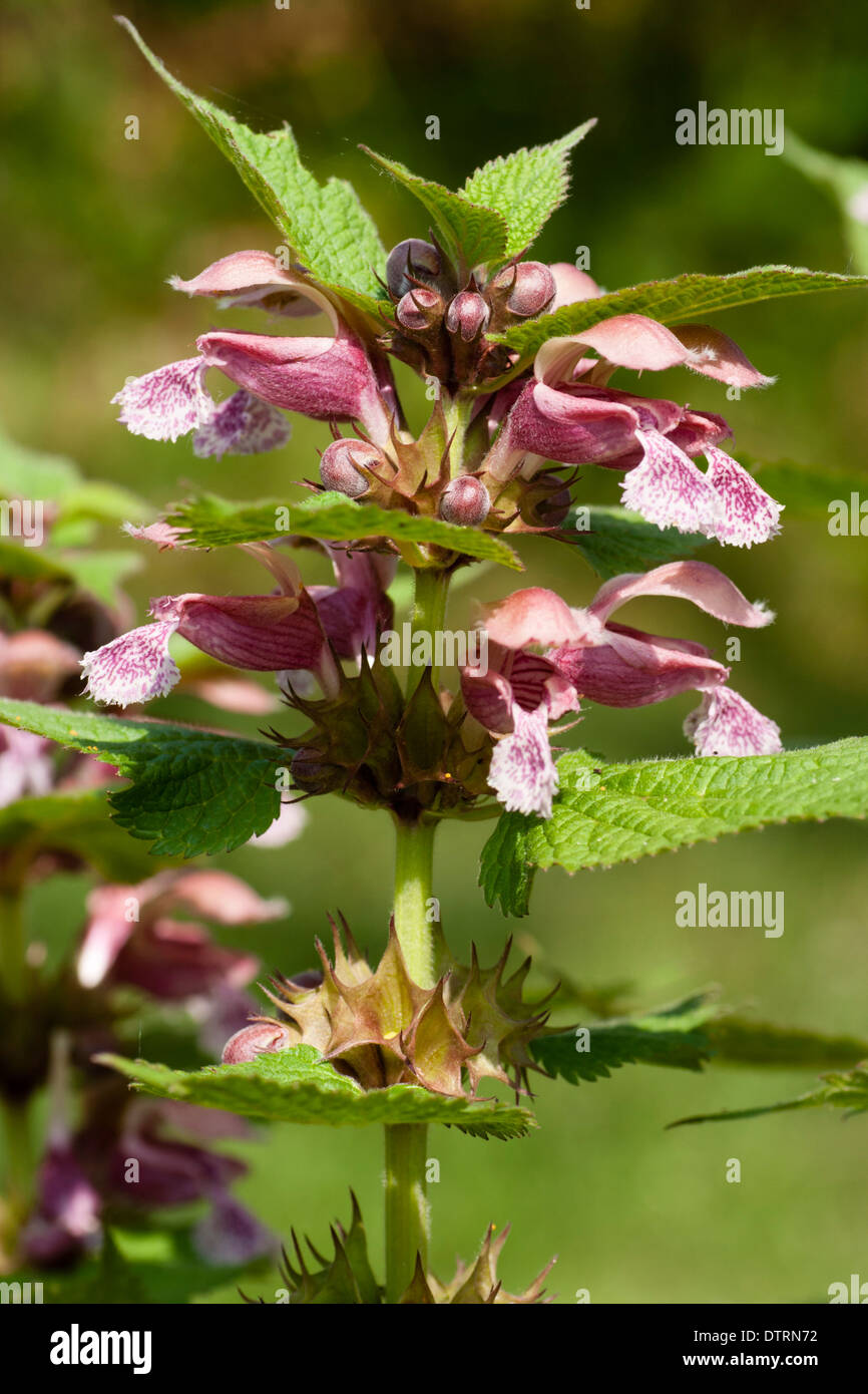 Inflorescence of the ornamental dead nettle, Lamium orvala, in a Plymouth garden Stock Photo
