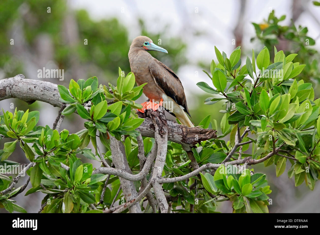 Red Footed Booby (Sula sula) perchied on a mangrove branch Archipelago Los Roques National Park ,Venezuela Stock Photo