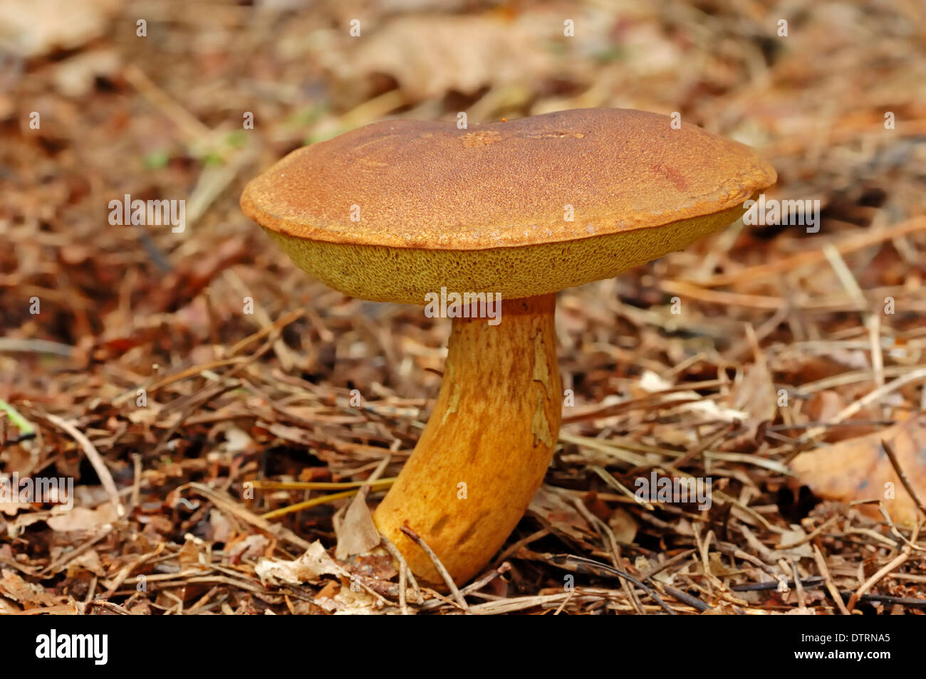 King Bolete, Netherlands / (Boletus pinophilus) / Pinewood Penny Bun