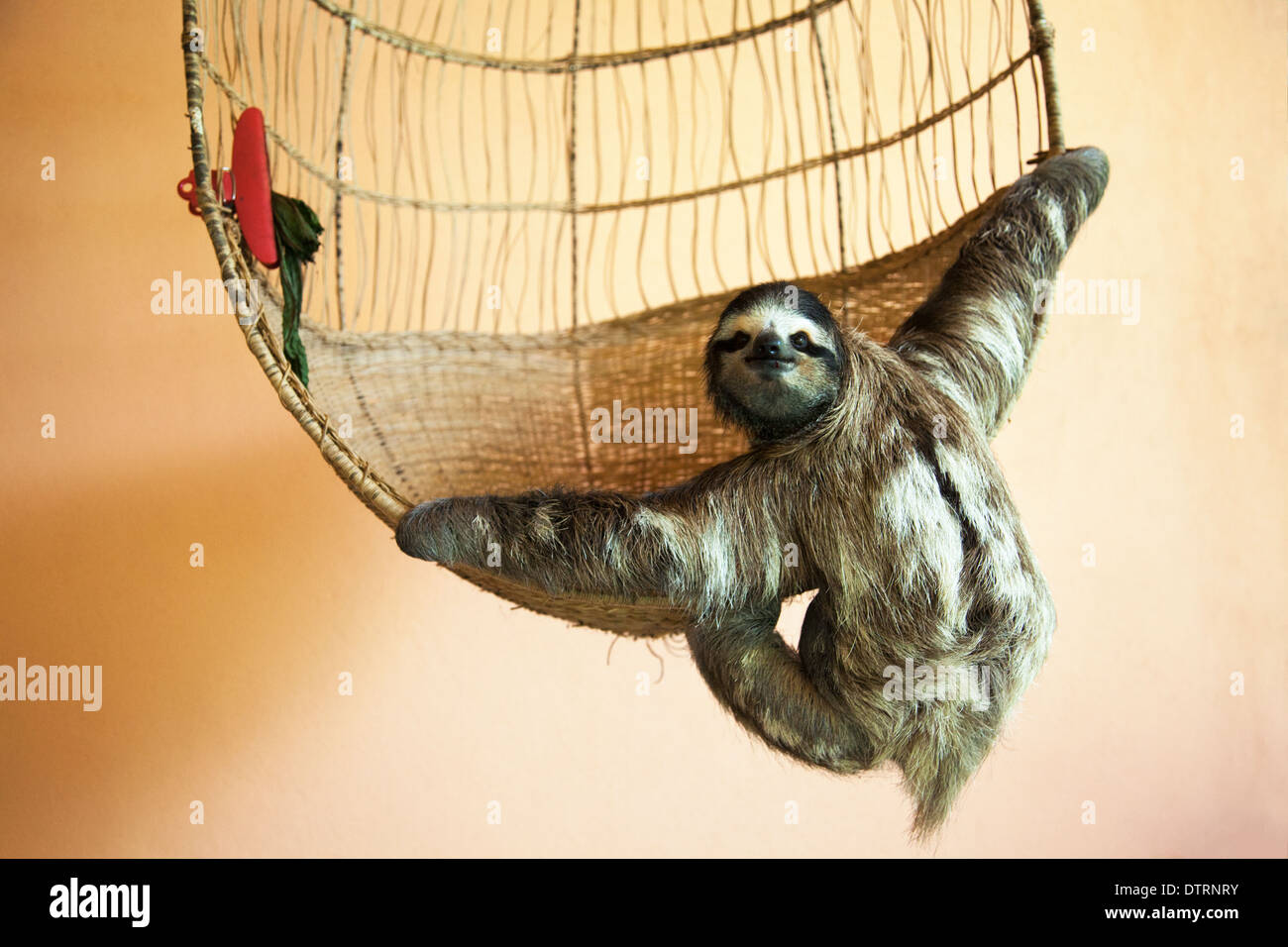 Rescued Three-toed Sloth (Bradypus variegatus) hanging from a basket at the Sloth Sanctuary in Costa Rica Stock Photo