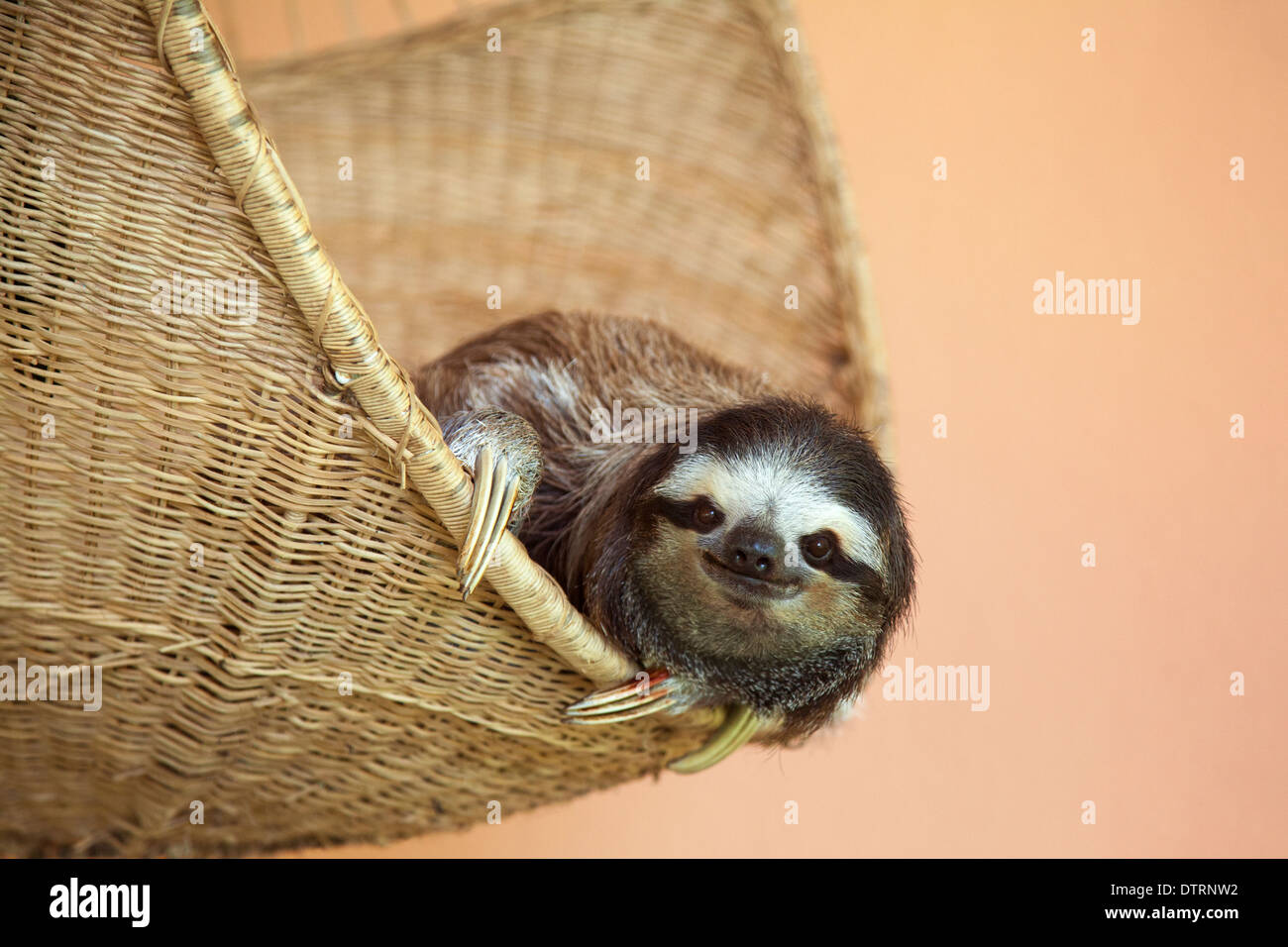 Rescued Three-toed Sloth (Bradypus variegatus) resting in a basket at the Sloth Sanctuary of Costa Rica Stock Photo