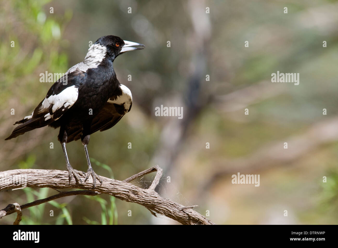 Australian Magpie 'Gymnorhina tibicen' Stock Photo