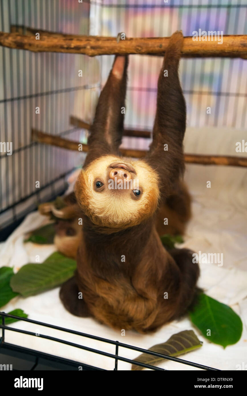 Hoffmann's Two-toed Sloth baby (Choloepus hoffmanni) in nursery at the