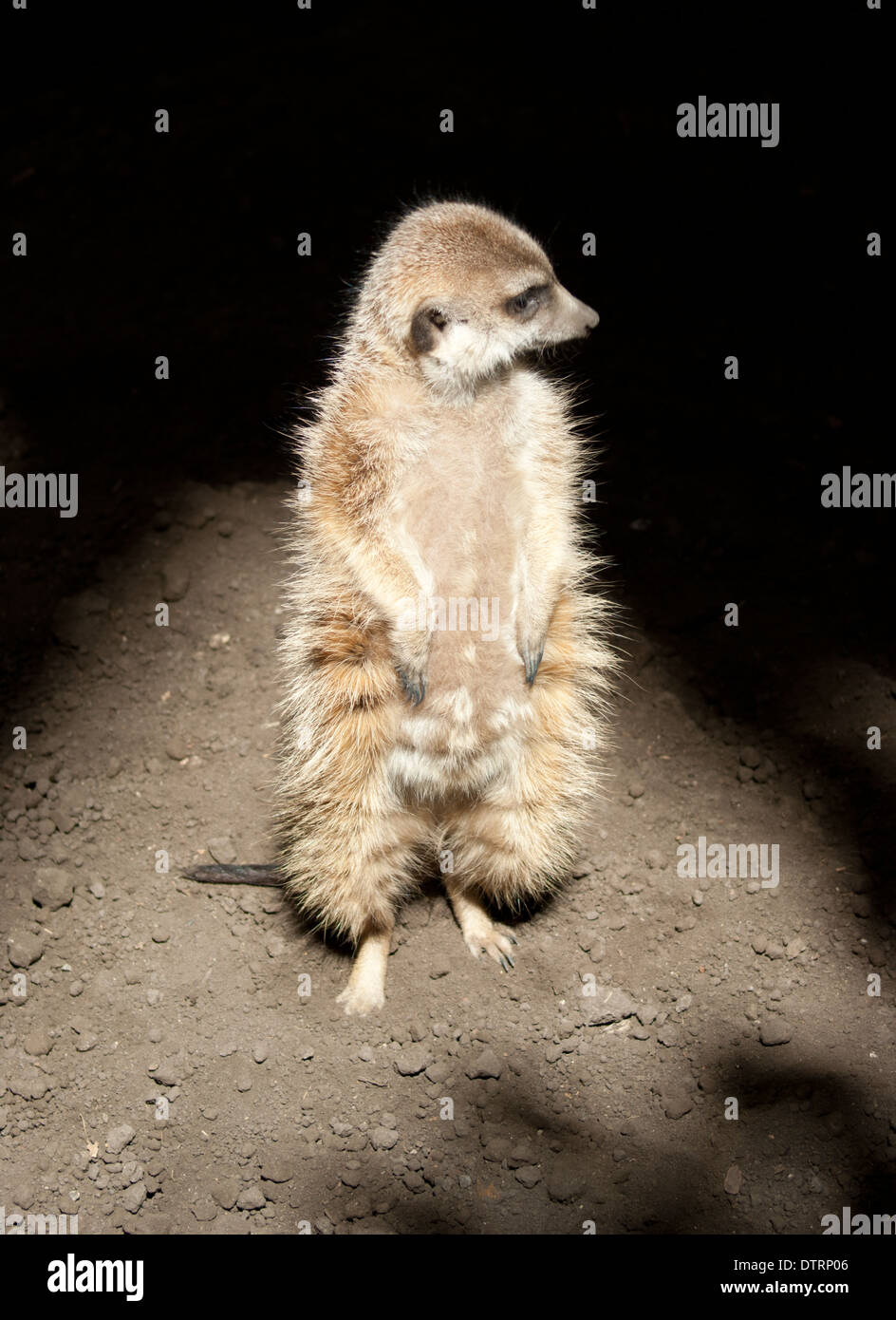 Meerkat standing tall hi res stock photography and images Alamy