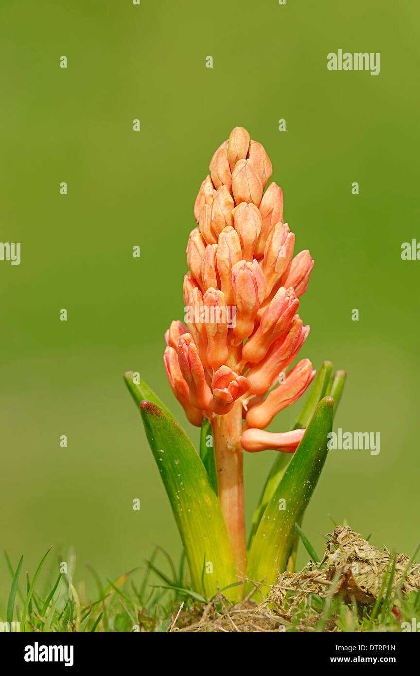 Hyacinth / (Hyacinthus orientalis hybride) Stock Photo