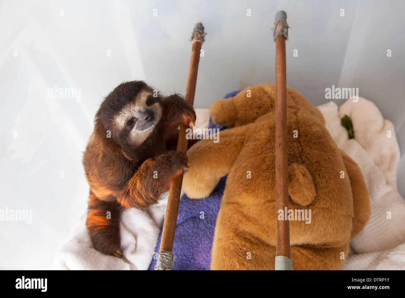Baby Brown-throated Three-toed Sloth (Bradypus variegatus) in nursery at the Sloth Sanctuary Stock Photo