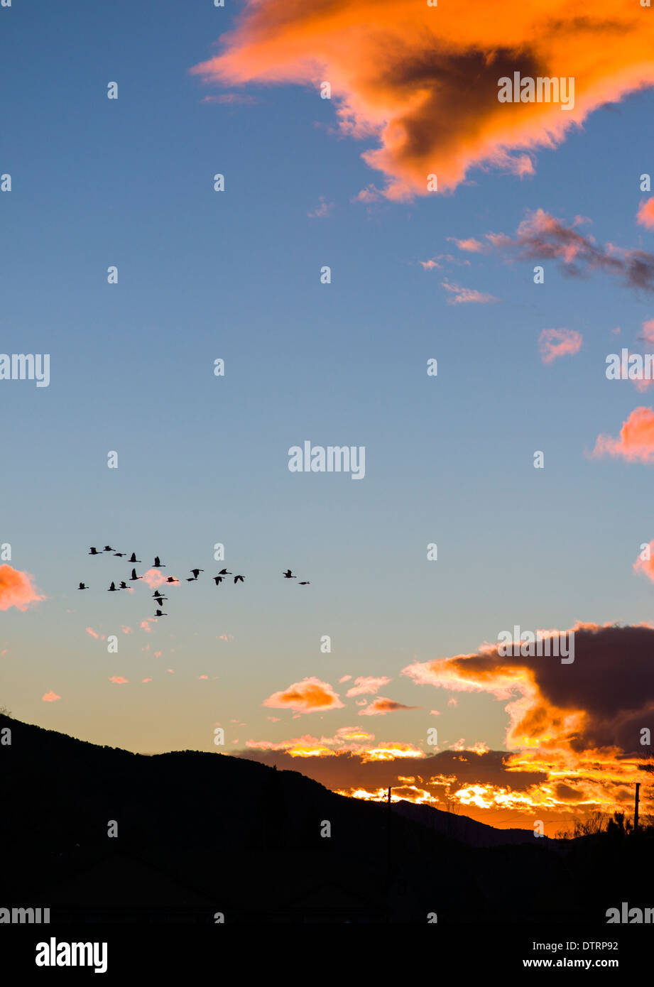 Canadian Geese fly by dramatic pink and red sunset clouds over Salida, Colorado, USA Stock Photo