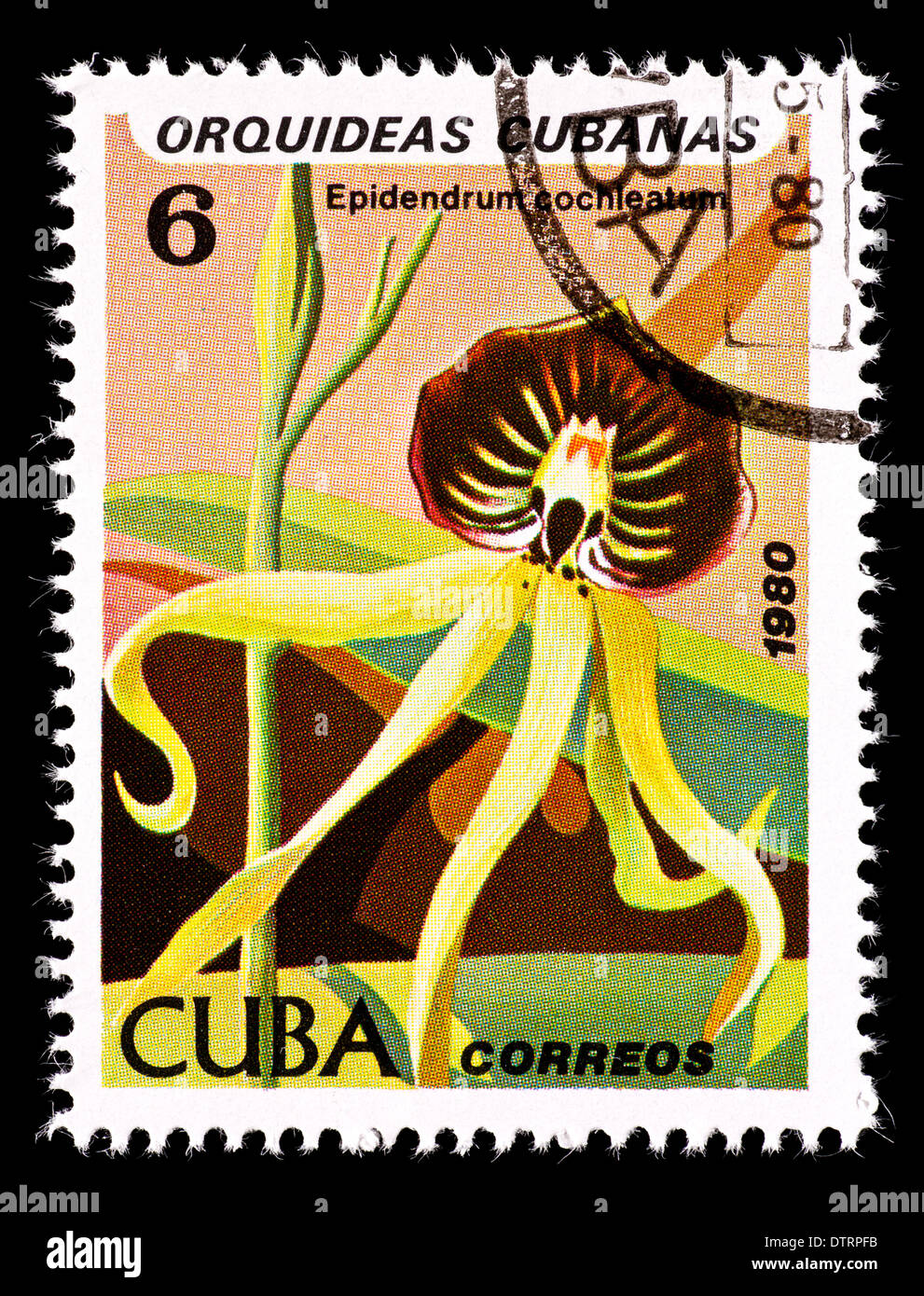 Cuban orchid hi-res stock photography and images - Alamy Cuban orchid hi-res stock photography and images - Alamy