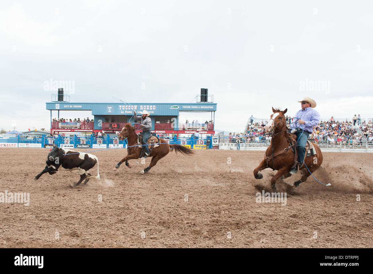 Tucson, Arizona, USA. 23rd Feb, 2014. CHAD WILLIAMS, of Stephenville, Tex., left, and CASEY GATTIS, of Junction, Tex., right, take a go in the team roping event at the Fiesta de los Vaqueros in Tucson, Ariz. The steer got away, and Williams and Gattis went home empty-handed. mains one of the largest in the U.S. and saw record attendance of more than 60,000 people over six performances. main Credit:  ZUMA Press, Inc./Alamy Live News Stock Photo