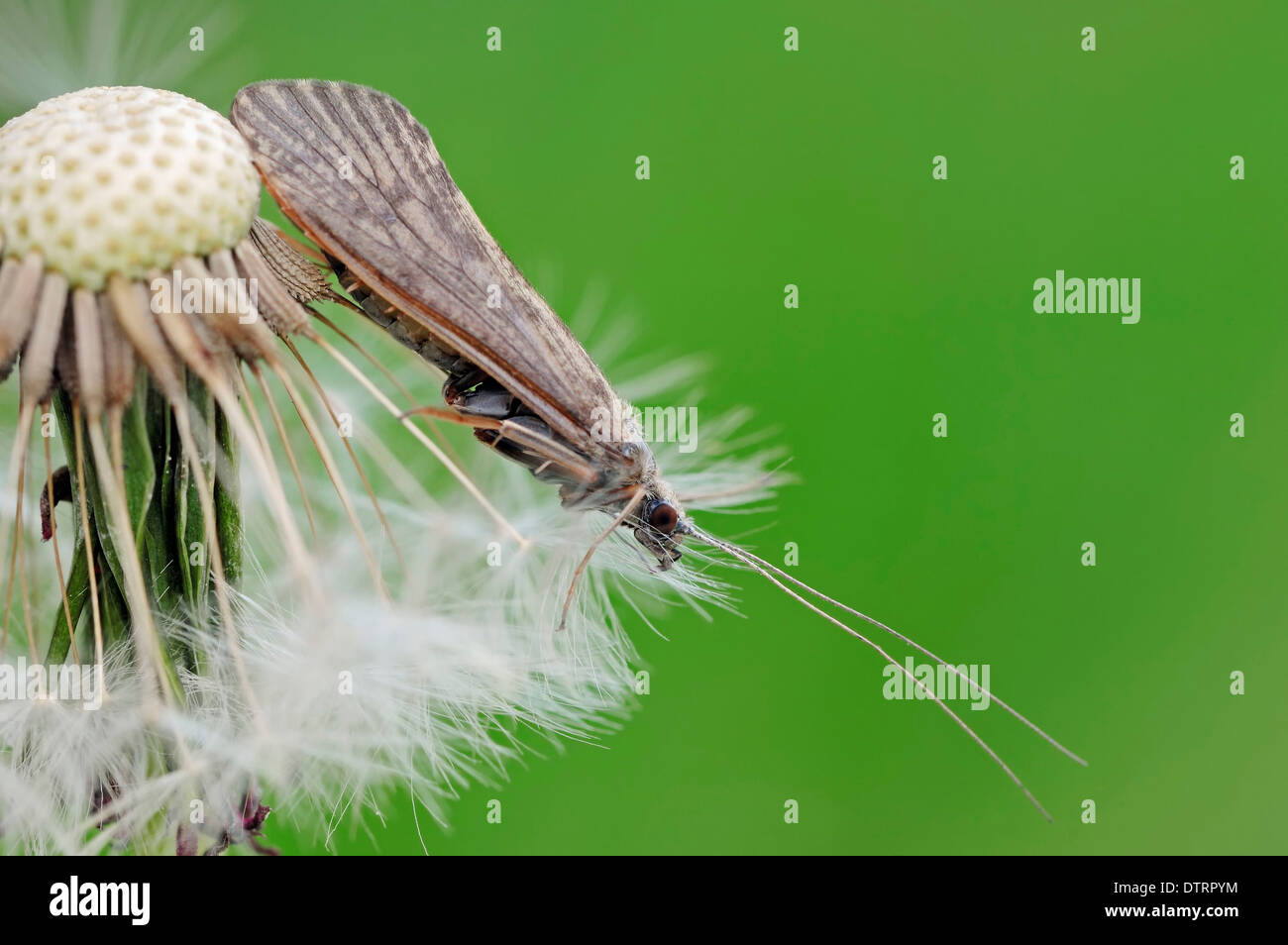Caddis Fly, Provence, Southern France / (Halesus spec.) / Caddisfly
