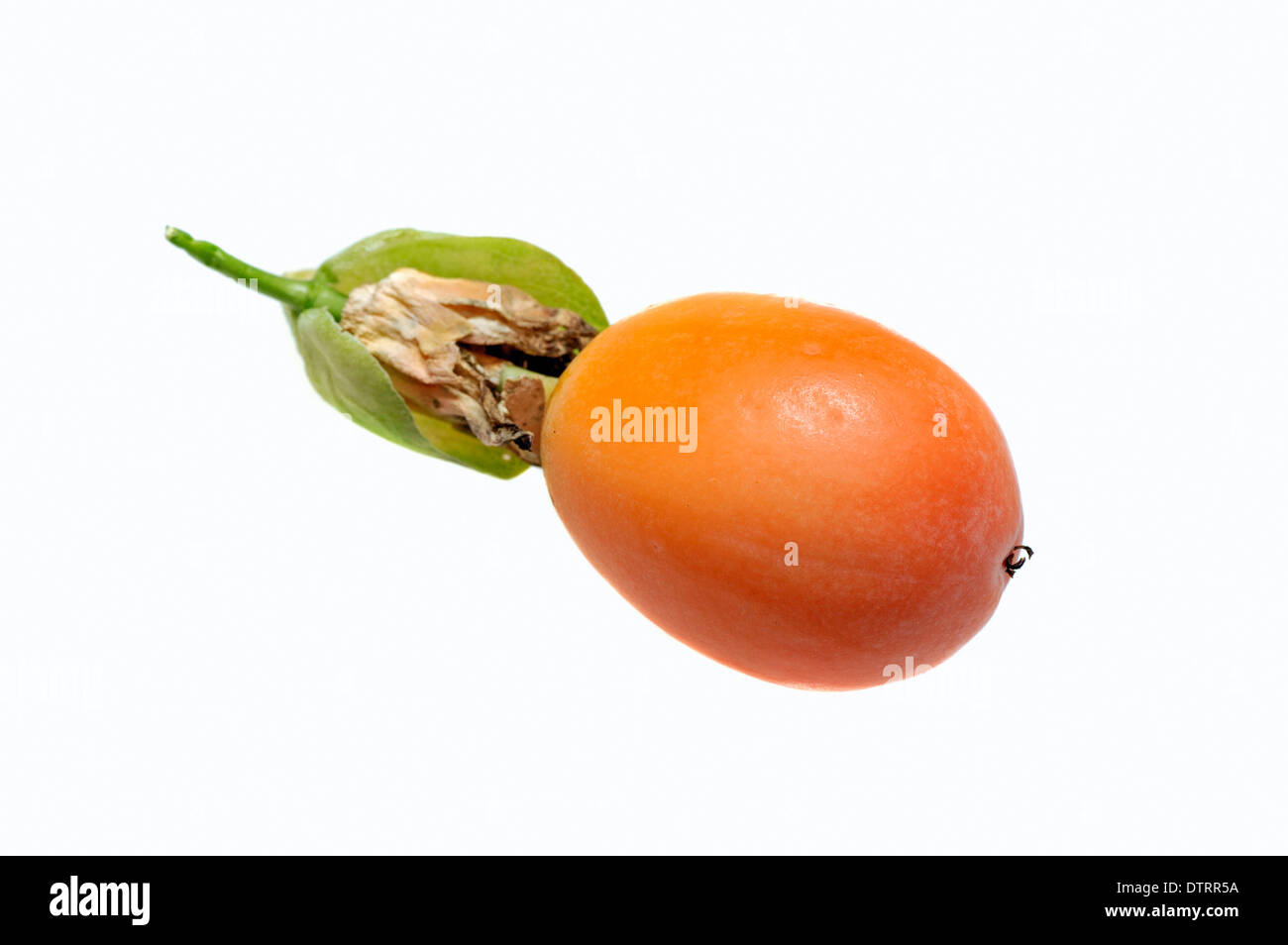 Passion Flower, fruit / (Passiflora caerulea) / Passion fruit Stock Photo