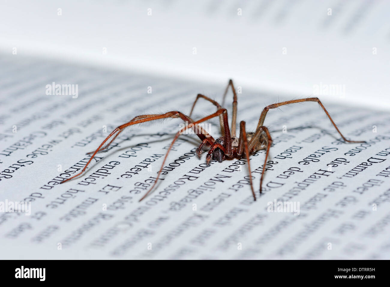 House Spider on book, North Rhine-Westphalia, Germany / (Tegenaria atrica) Stock Photo