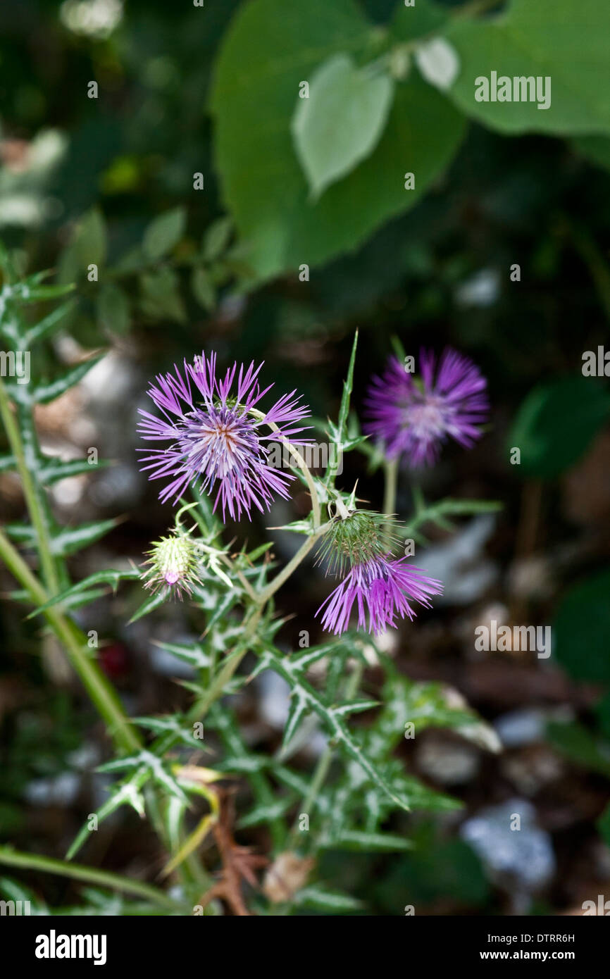 Closeshop Hi res Stock Photography And Images Alamy Closeshop Hi res Stock Photography And Images Alamy