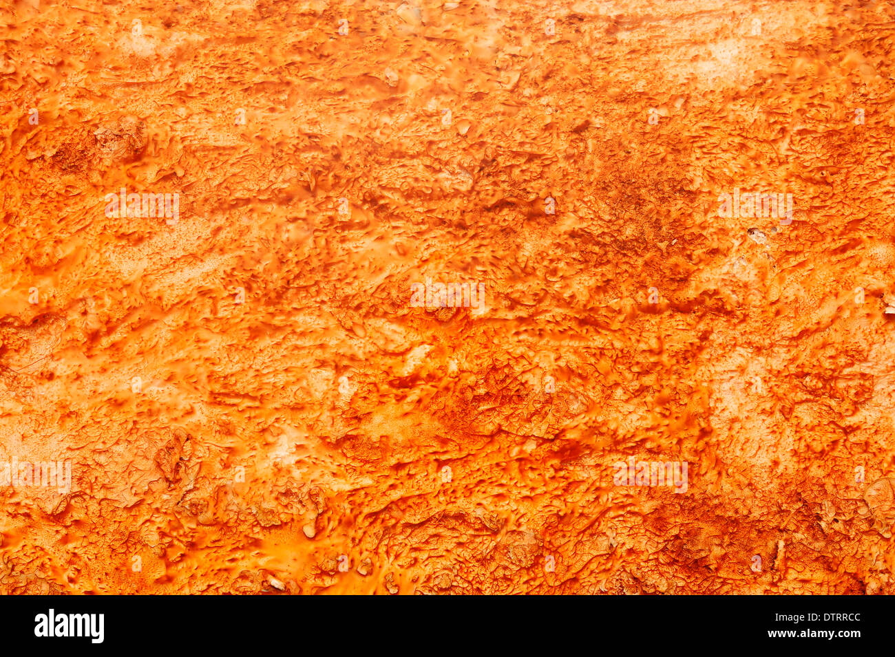 Algal-bacterial mats mineral deposits at hot spring Midway Geyser Basin Yellowstone national park Wyoming USA / bacteria algae Stock Photo