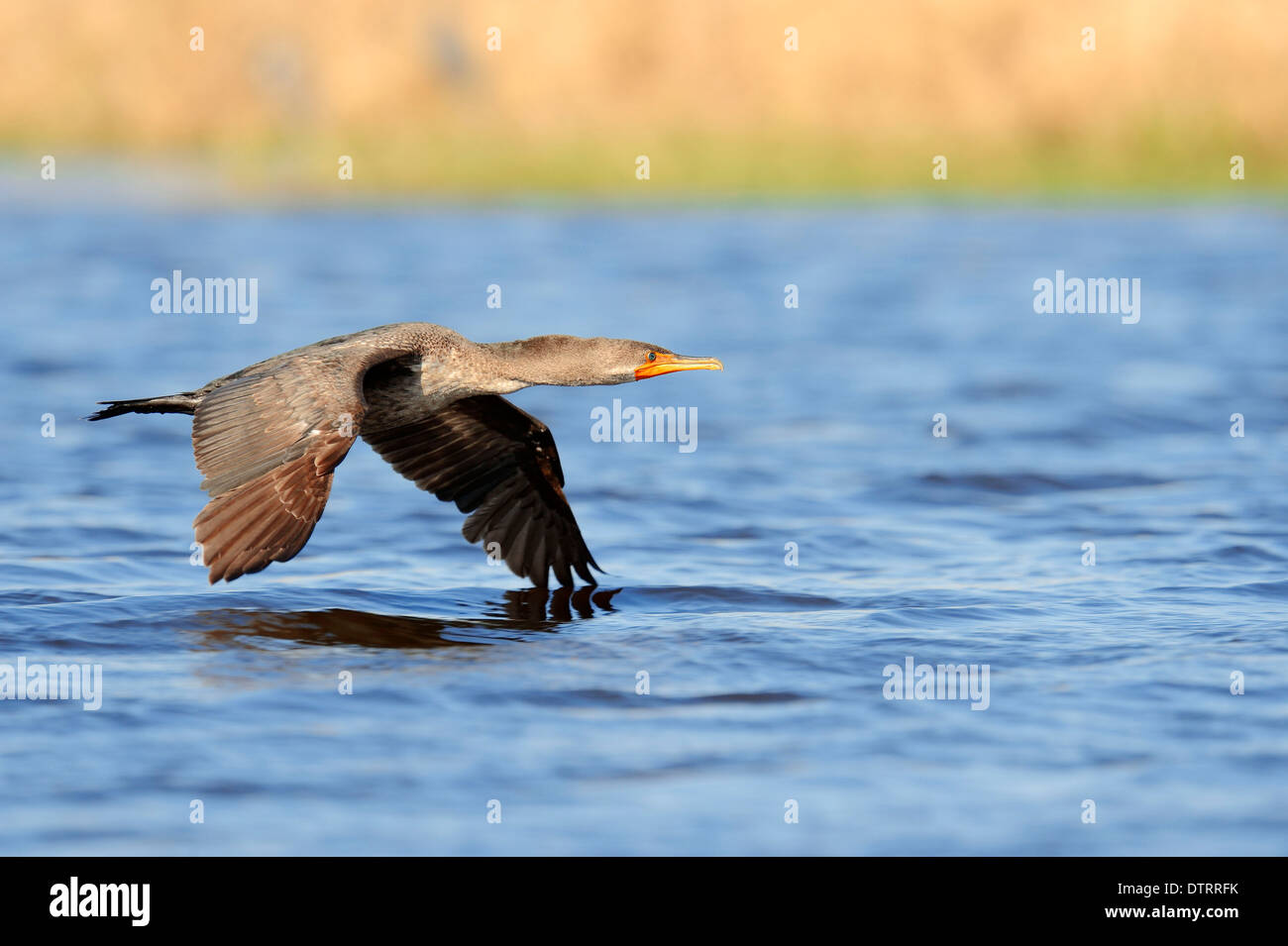Doublecrested Cormorant, Myakka River State Park, Florida, USA