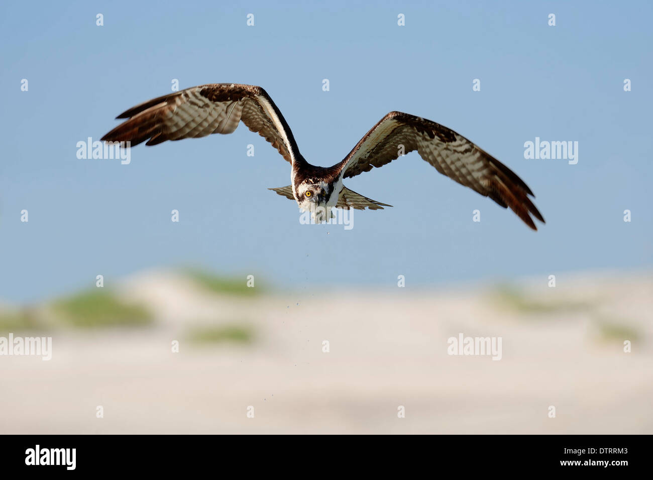 Osprey Florida Stock Photos & Osprey Florida Stock Images Alamy
